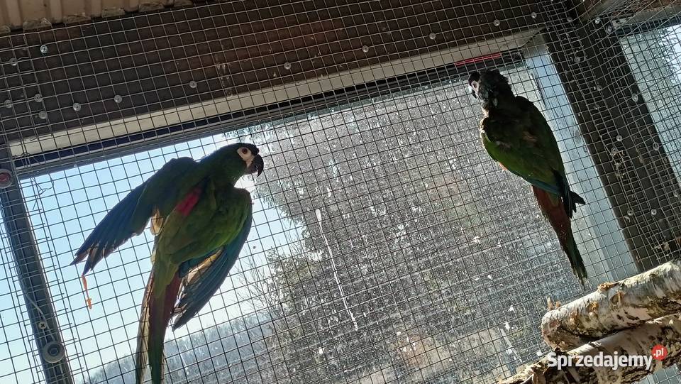 Ara maracana para dorosła Wieliczka