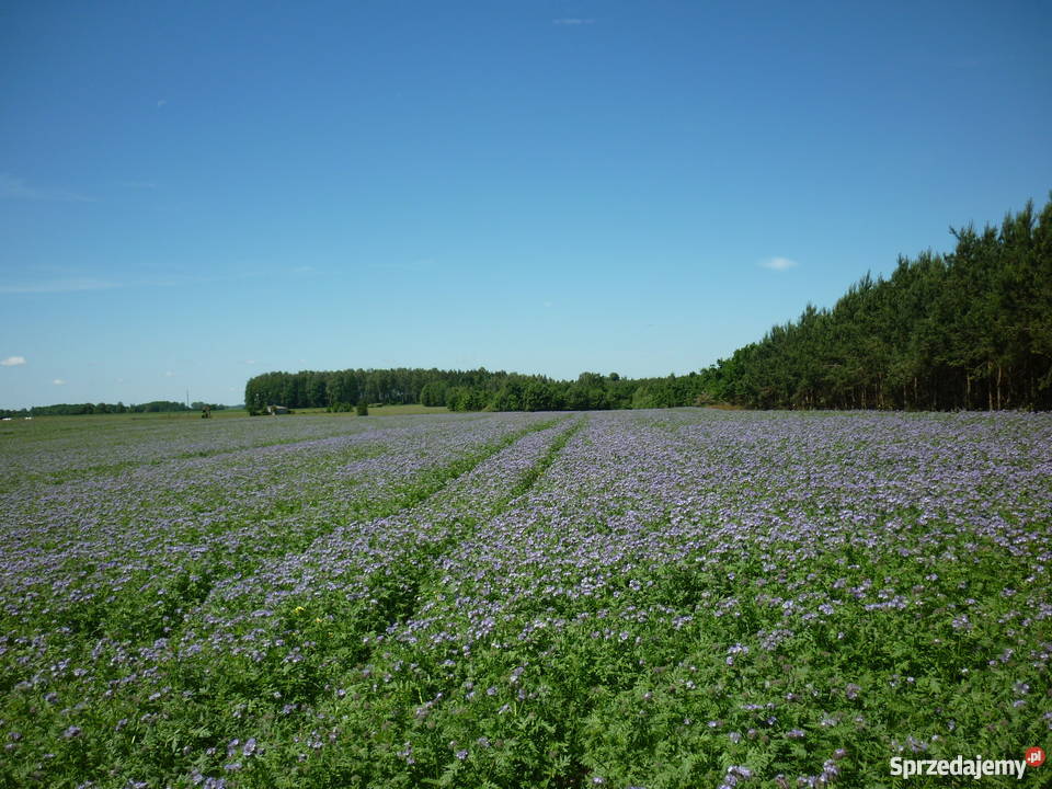 Facelia błękitna Natra kujawsko-pomorskie sprzedam