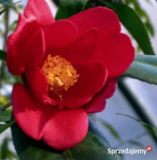 KAMELIA CHEKIANGOLESA Camellia chekiangolesa Nasiona