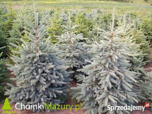 Świerk srebrny choinki cięte z plantacji 170200 Rośliny Olsztynek
