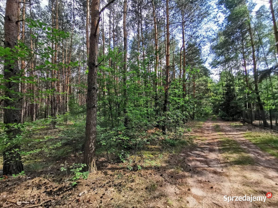 wynajmu działki Mogilno 600m2