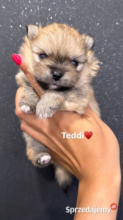 Szpic miniaturowy Pomeranian samiec MIŚ