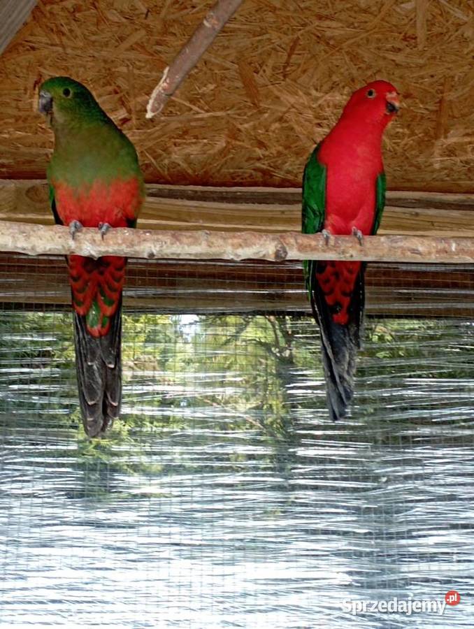 Szkarlatka królewska Zwierzęta