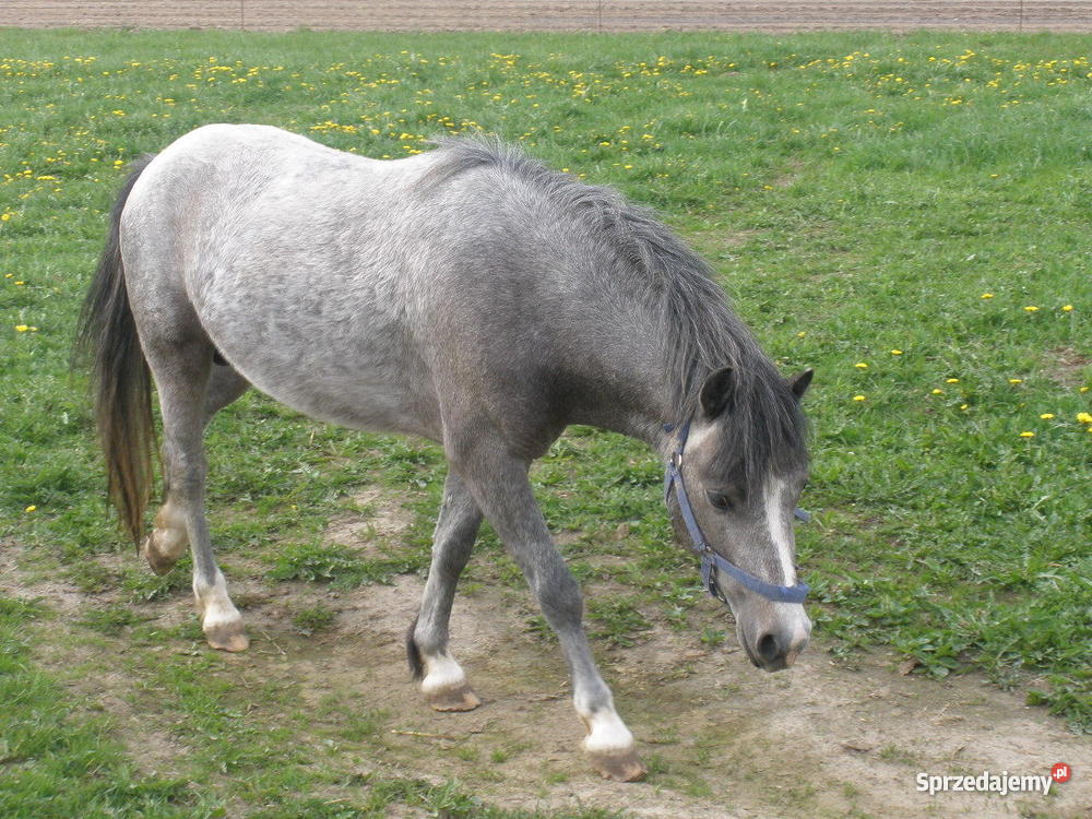 konia małego kuc pomorskie Gdańsk sprzedam