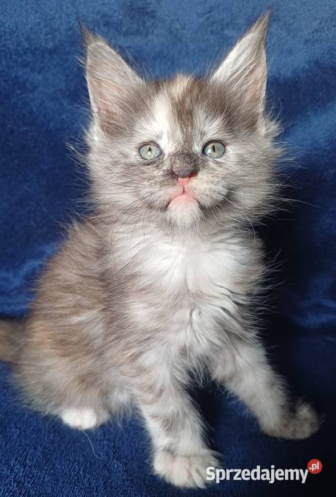 Maine Coon kotka rodowód FPL Maine Coon Olkusz
