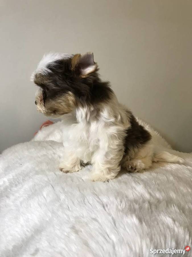 York biro piesek got do odbioru Chojnice