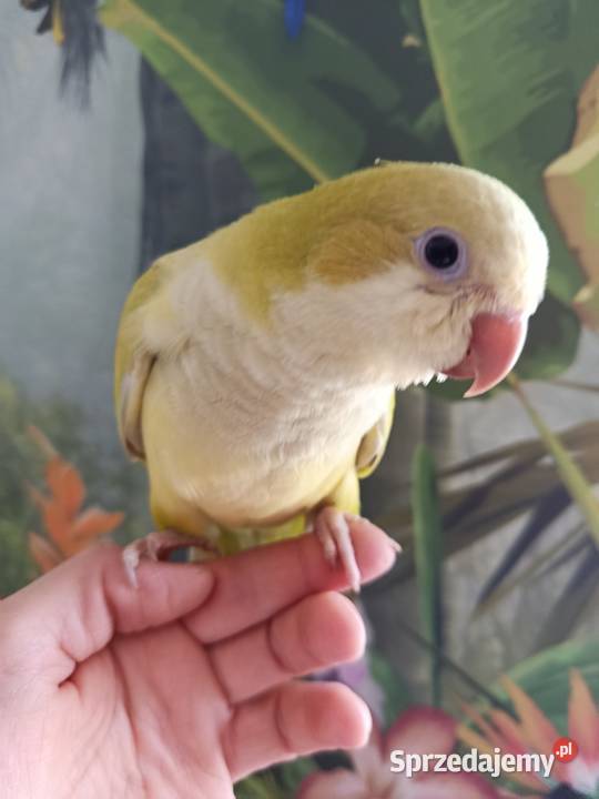 Papuga mnicha nizinna ręcznie karmiona oswojona pomorskie Miastko