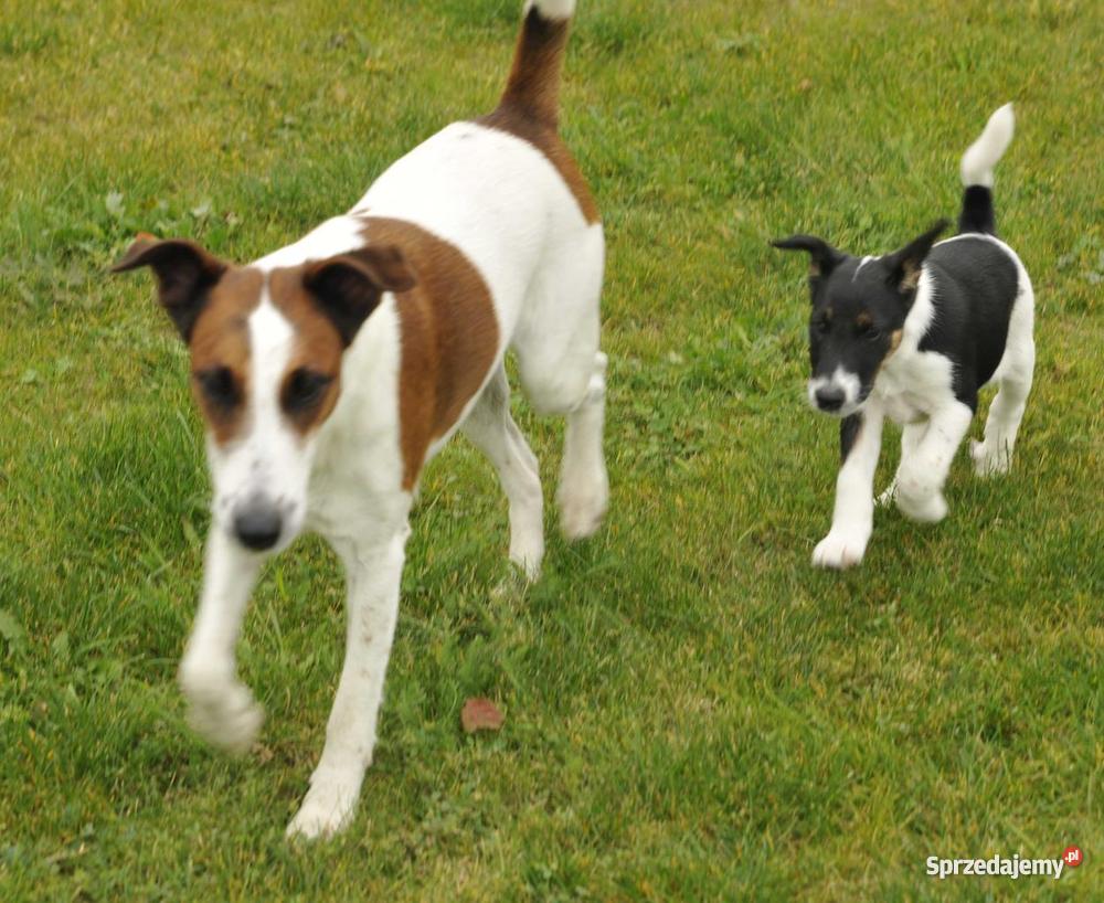 Foksterier krótkowłosy szczeniak samiec Rokietnica