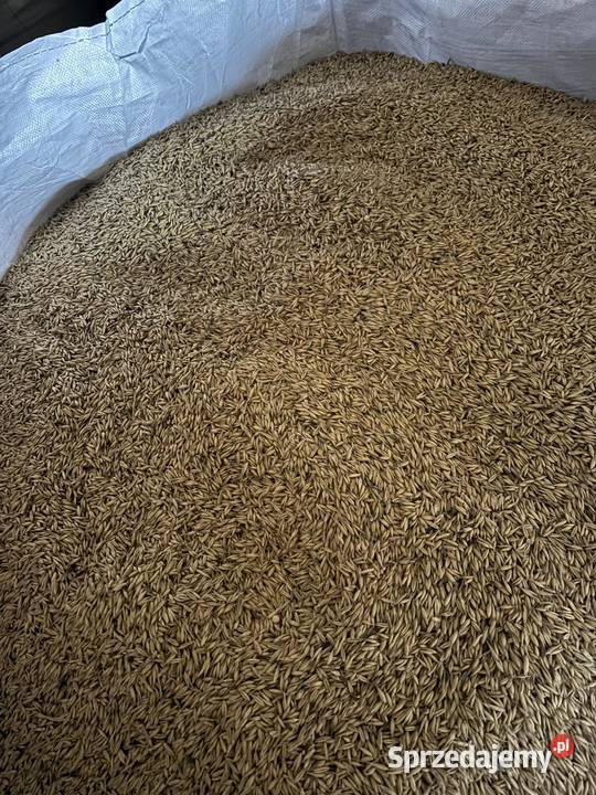 Sprzedam owies jary 1 centrali Refleks Sędziszów