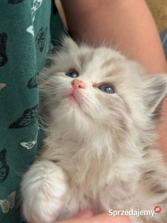 Ragdoll Elrond Hodowla Lazurowe Łapki Ragdoll Lubliniec