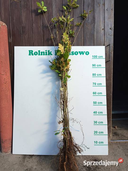 Sadzonki Dębu 80 120 Szczecinek