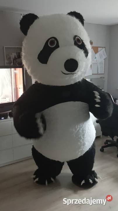 Imprezowy miś królik i panda Września