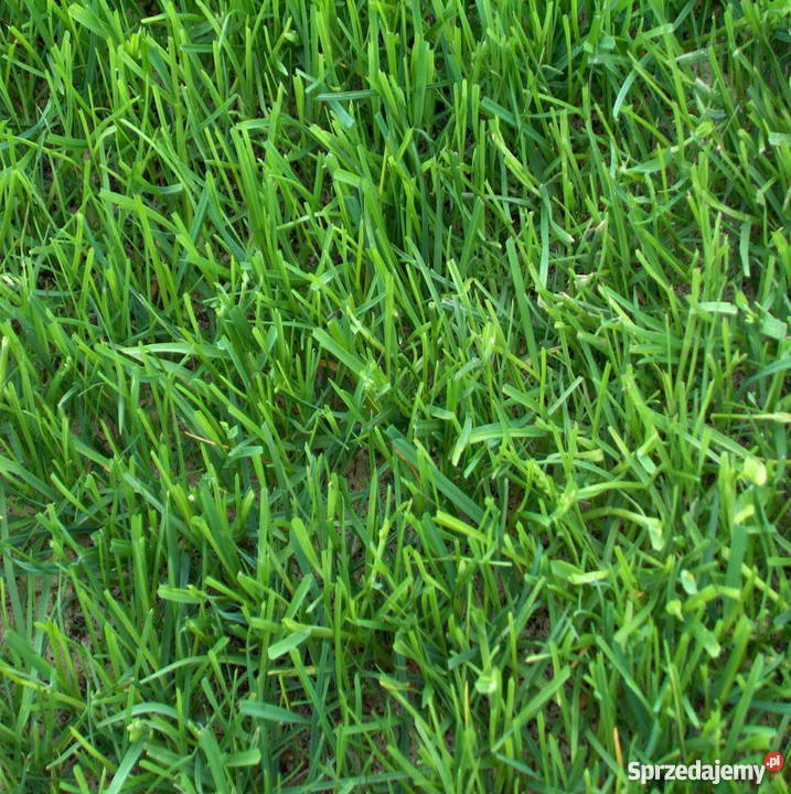 Trawa z rolki darń trawnik trawniki rolowane Rośliny Bielsko-Biała