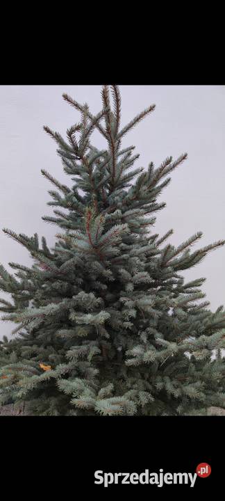 Choinki srebne Cięte w donicach TANIO