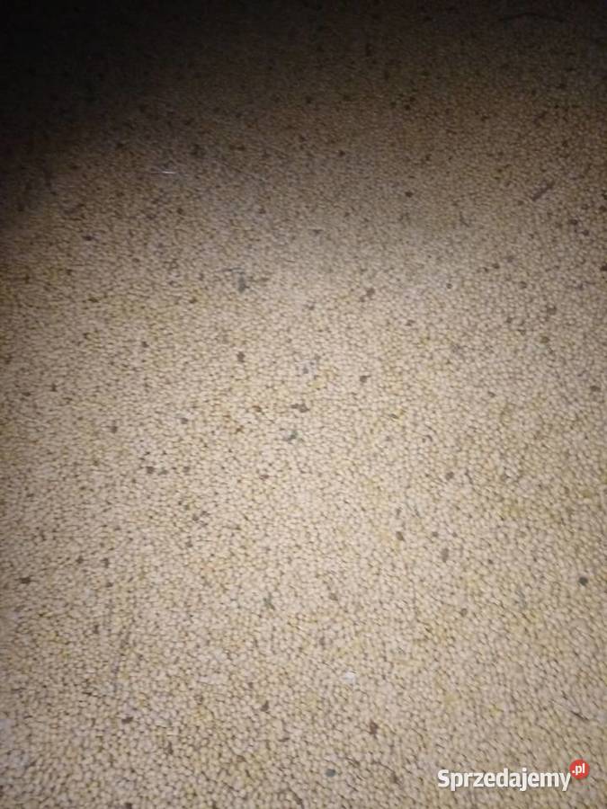 SPRZEDAM SOJE ODMIANA ABACA Jędrzejów