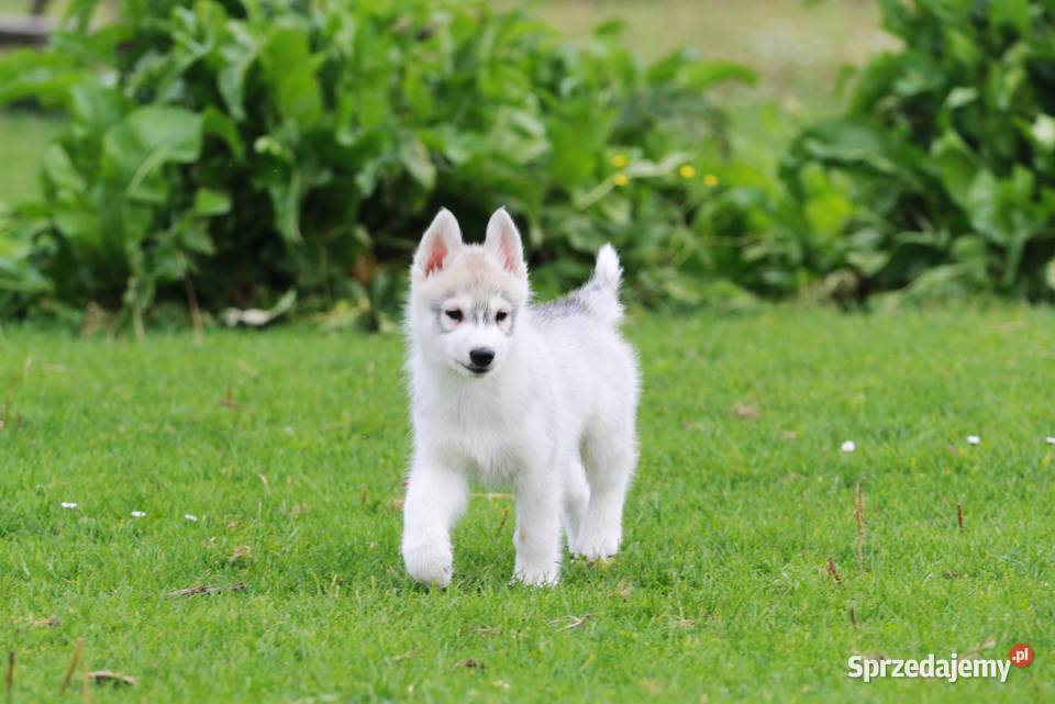 Siberian Husky ZKwP