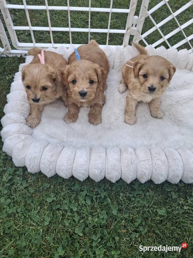 Maltipoo f1 Iłowo-Osada