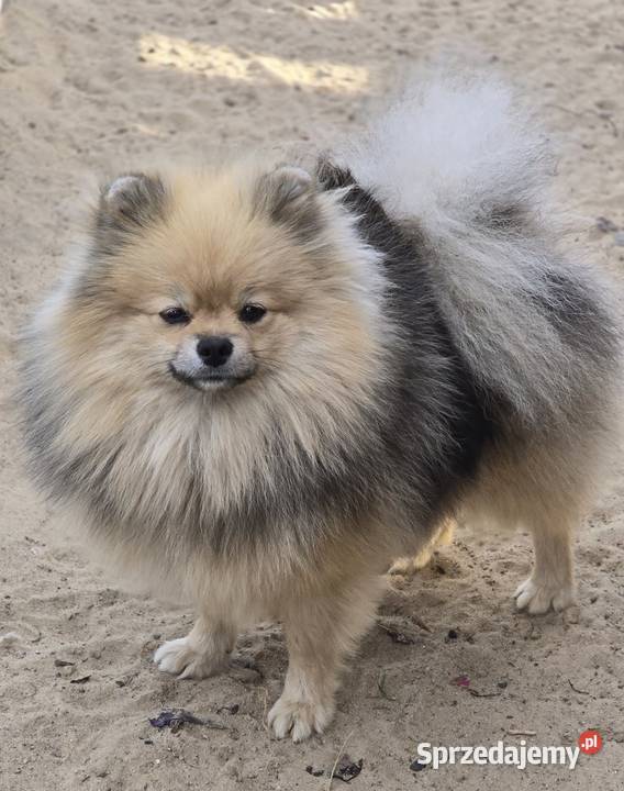 Pomeranian szpic miniaturowy zkwp FCI Szpic miniaturowy łódzkie Piątkowisko