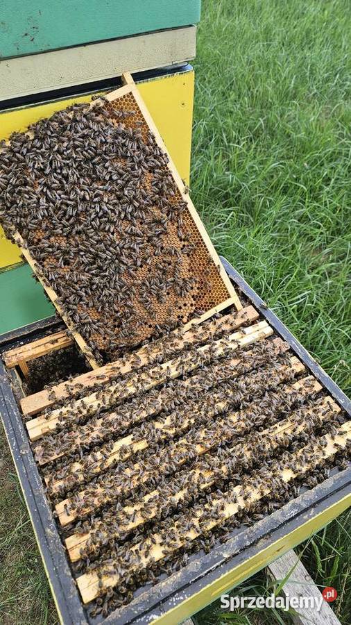 Silne zdrowe rodziny pszczele 10ramkowe Jeżewo