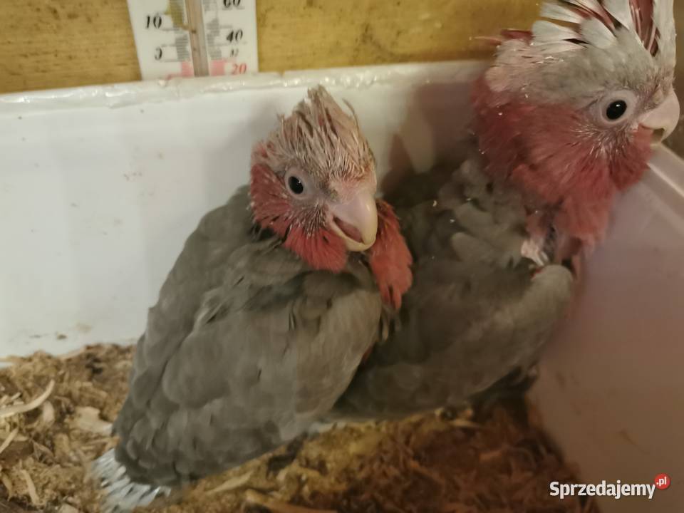 Kakadu Aleksandretta Chińska Pisklaki do Buk