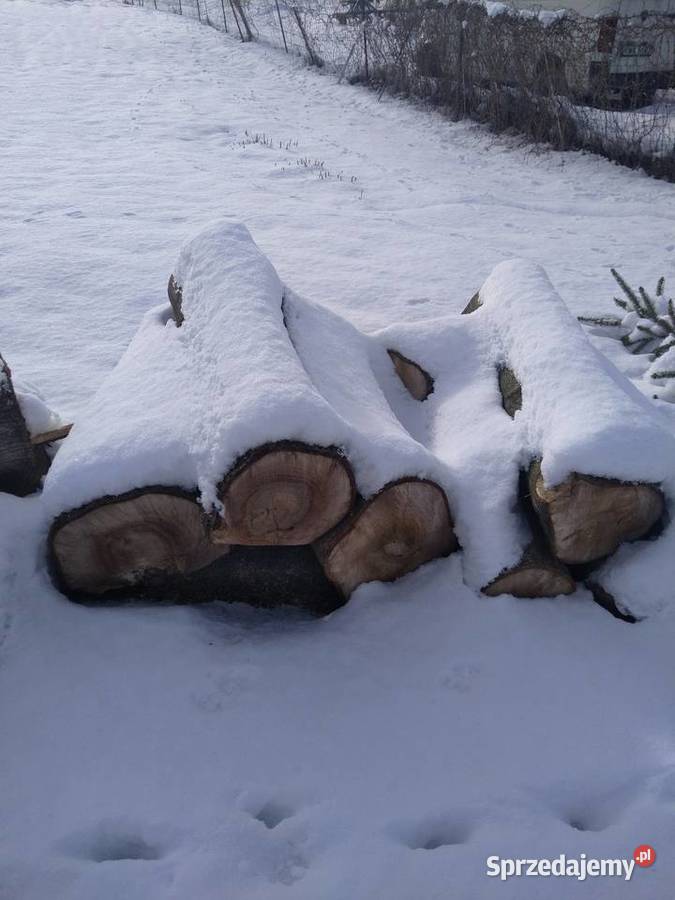 Drzewo orzech włoski Chocznia