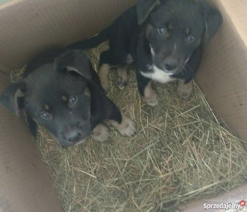 Szczeniaki owczarek niemiecki mix Krapkowice