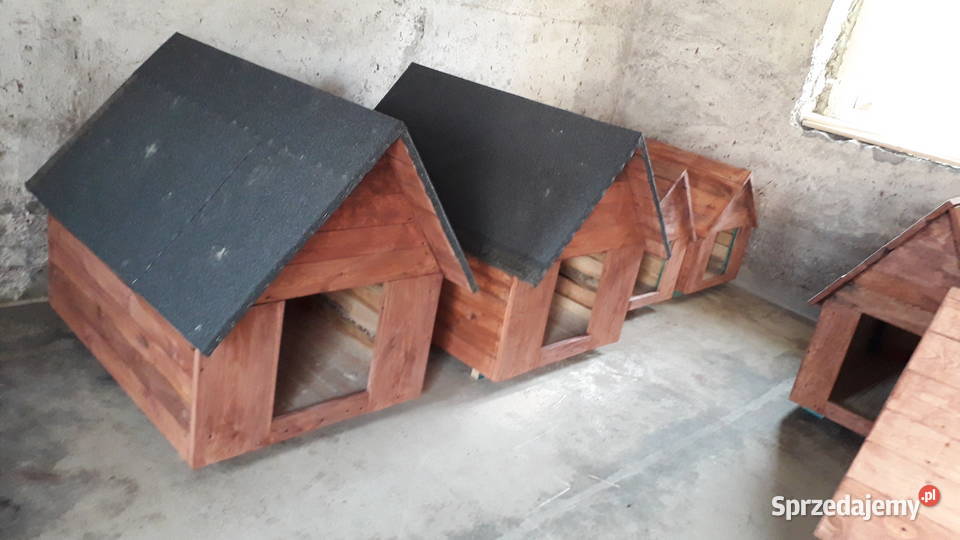 Buda psa duża Mauryców