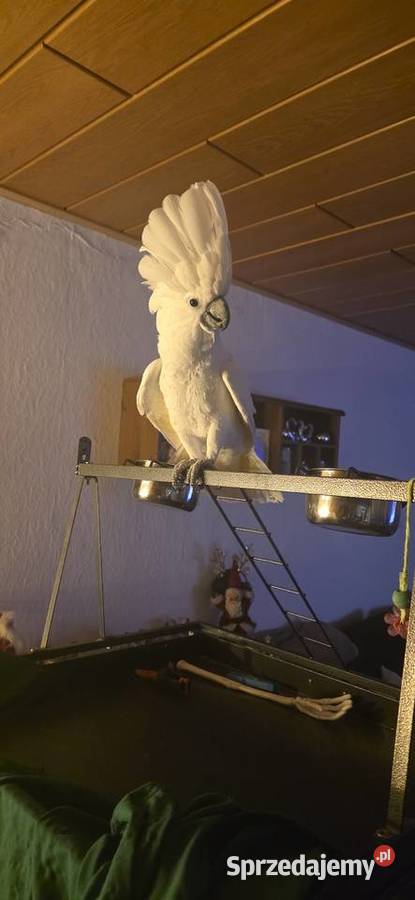 Papuga kakadu Alba Szczecin
