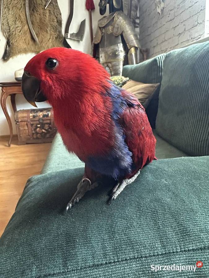 Lora wielkaBarwnica zwyczajnaEclectus roratus Pszczyna