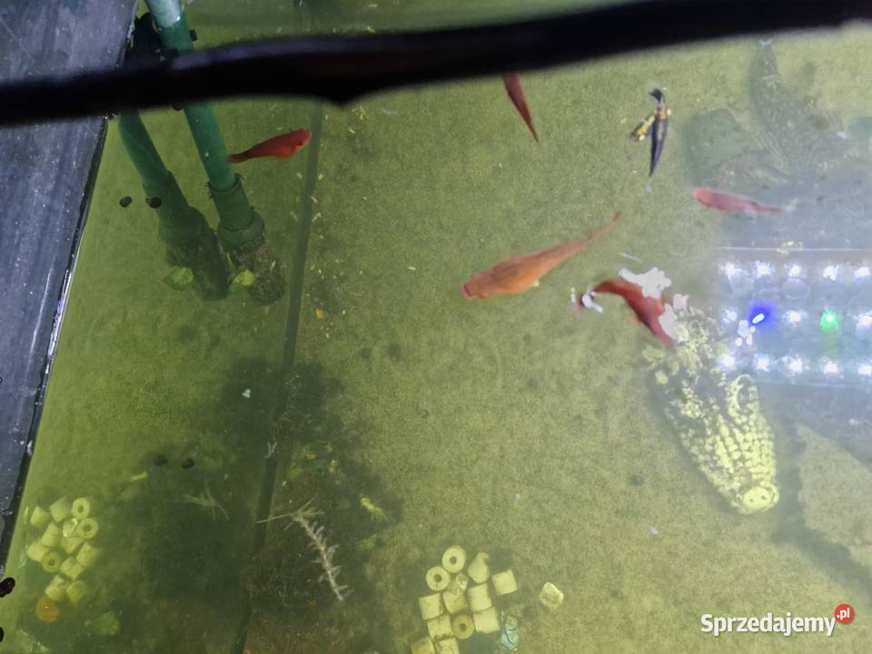 Sprzedam rybki akwariowe Szalejów Dolny