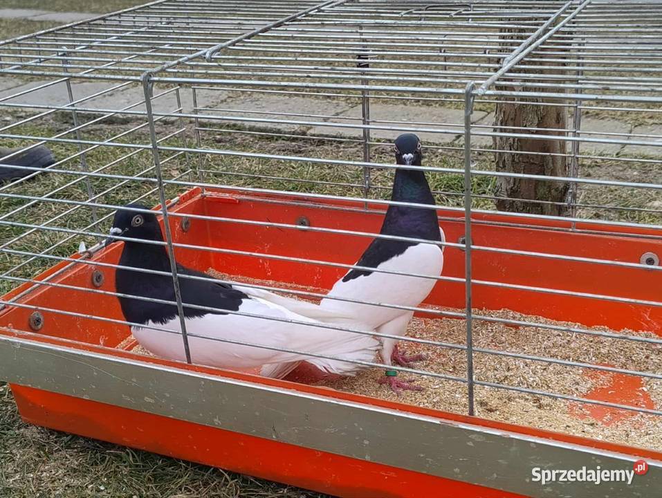 Gołębie Ozdobne Blachownia
