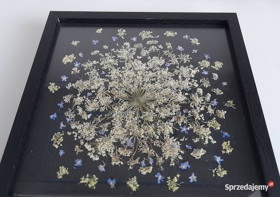 Obraz Kwiatowy Kompozycja Niezapominajki w Rotmanka