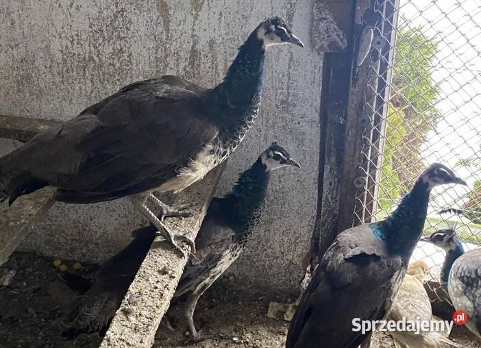Sprzedam pawie samice podkarpackie Kolbuszowa