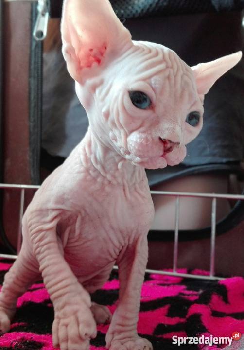 Niebieskookie Sfinksy Kościan