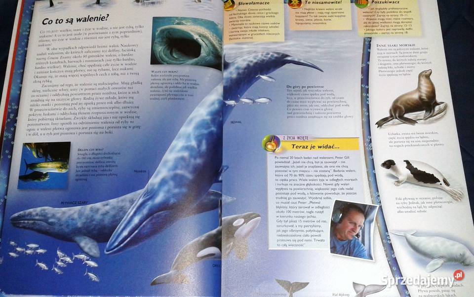 Walenie wieloryby delfiny i morświny L Beckelman Chełm