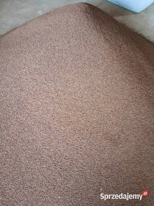 Facelia błękitna lubelskie Krasnystaw