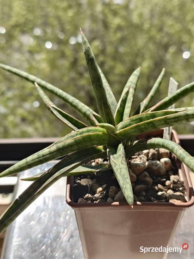 Sansevieria ballyi Tom Grumbley karłowata Kaktusy i sukulenty Warszawa