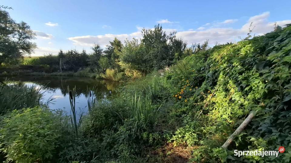 Siedlisko gospodarstwo ziemia rolna dom Piskorczyn