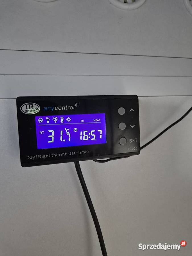 Boa cesarski sprzedam