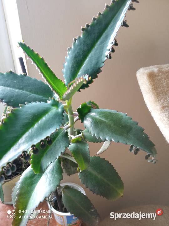 Kwiaty domowe Białystok