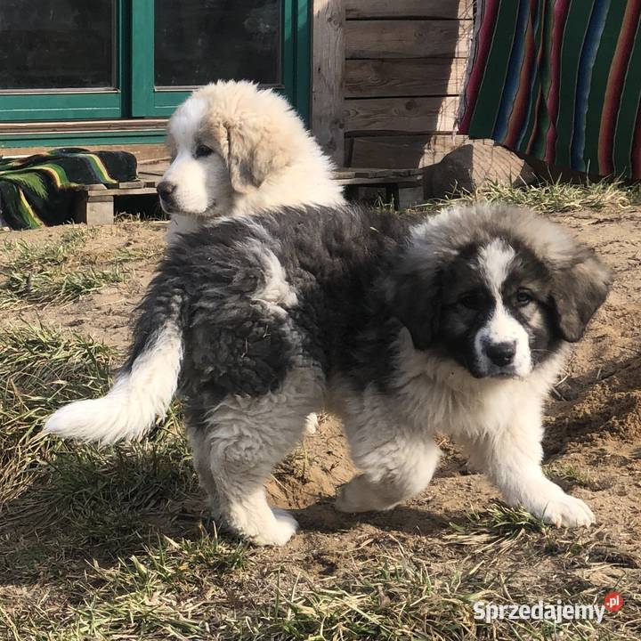 Mastif pirenejski rodzinny molos stróżujący Pupki