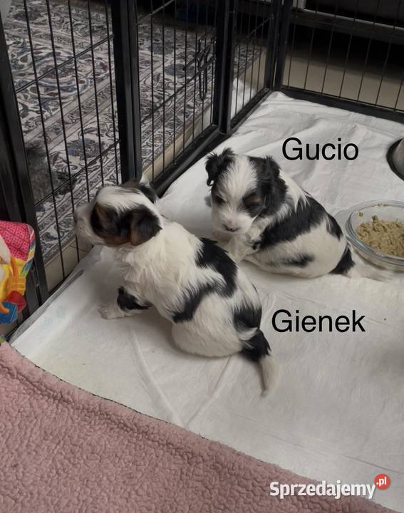 Yorkshire Trrier Biewer piesek Ostrożnica