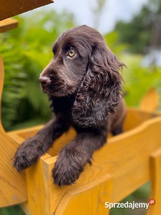 Śliczna czekoladowa suczka rasy Cocker Spaniel Kielce