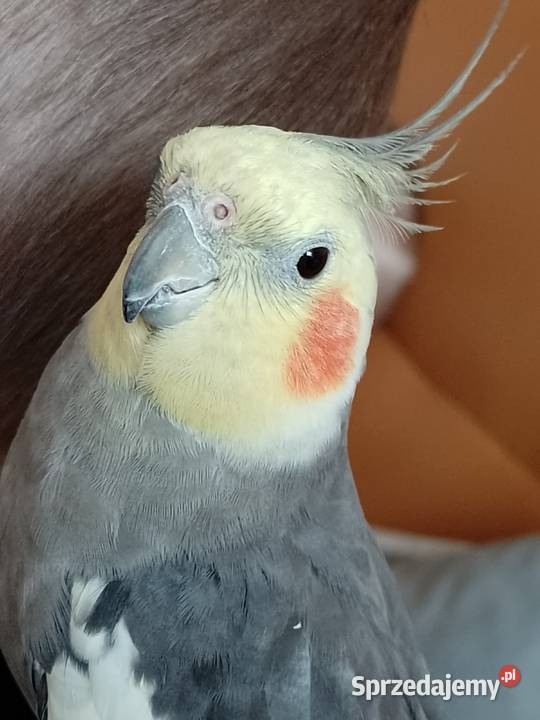 Papugi oswojone Nimfy sprzedam