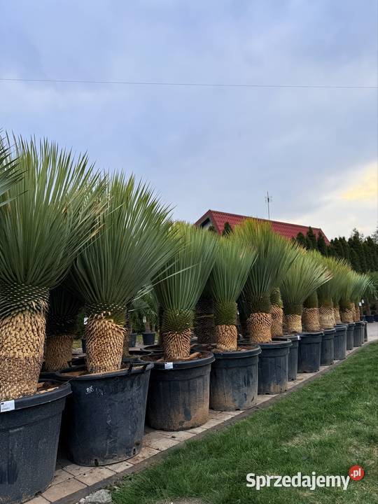 Yucca Rostrata juka Rostrata mrozoodporna do śląskie Dudki