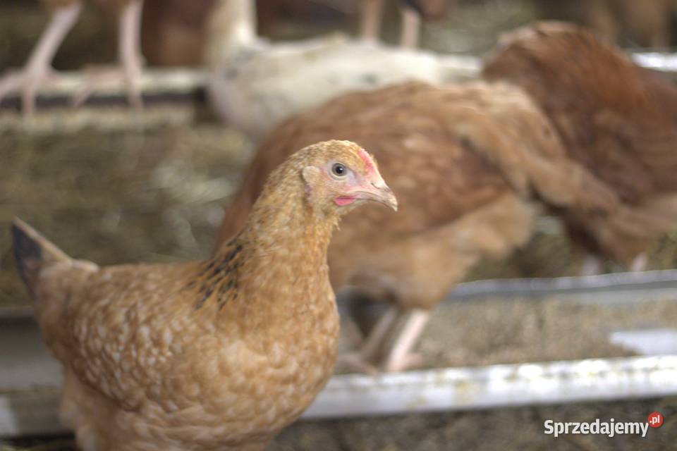 Kury nioski młode min Rosa Greenshell Darkshell Łaziska