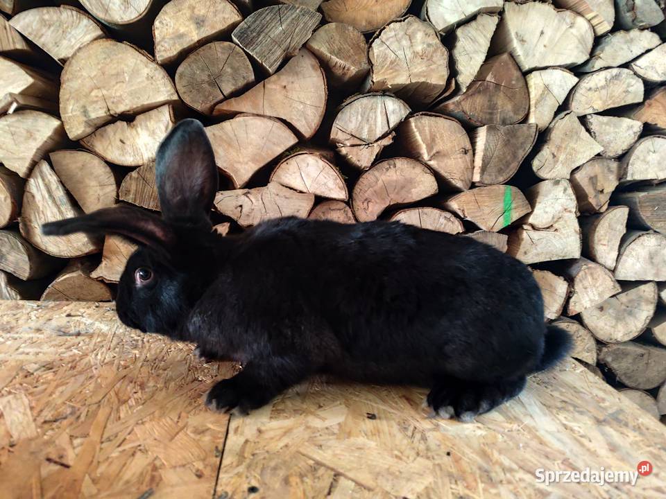 Króliki samiec 55 podkarpackie Lubatówka