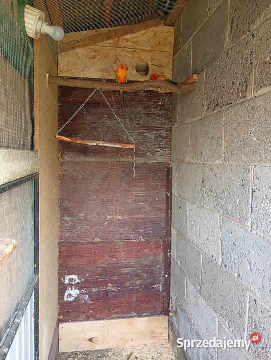 Konura słoneczna Ostrowiec Świętokrzyski