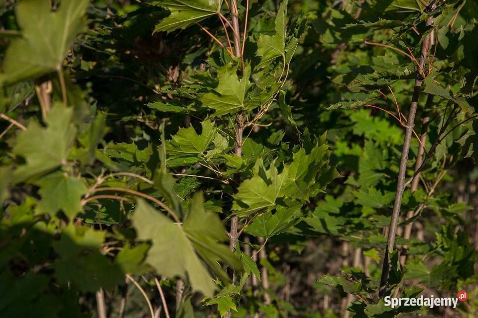 Dąb czerwony Quercus rubra wys 5070 donica 1 l