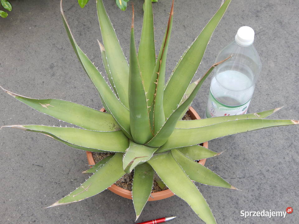 Odhodowana agawa z Gwatemali agave purpusorum